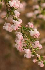 Erica glomiflora