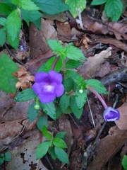 Achimenes longiflora