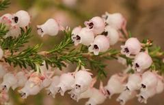 Erica glomiflora