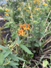 Asclepias tuberosa
