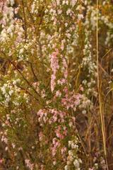 Erica glomiflora