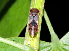 Homalodisca ichthyocephala