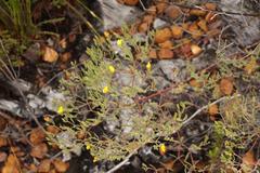 Rafnia capensis capensis