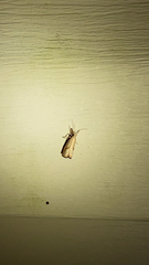 Agriphila straminella