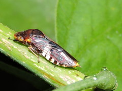 Homalodisca ichthyocephala