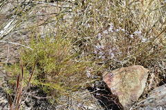 Prismatocarpus diffusus