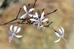 Prismatocarpus diffusus