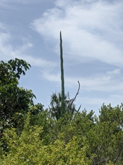 Agave decipiens