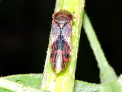 Homalodisca ichthyocephala