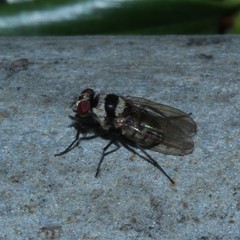 Anthomyia medialis