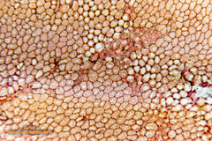 Acrosorium ciliolatum