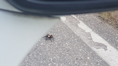 Brachypelma albiceps