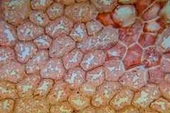 Acrosorium ciliolatum