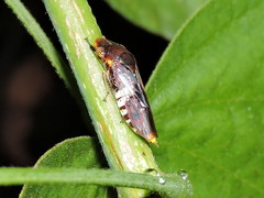 Homalodisca ichthyocephala