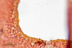 Acrosorium ciliolatum