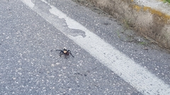 Brachypelma albiceps