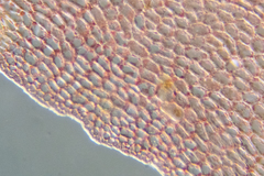 Acrosorium ciliolatum