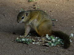 Paraxerus cepapi cepapi