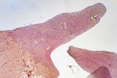 Acrosorium ciliolatum