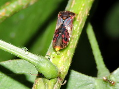 Homalodisca ichthyocephala