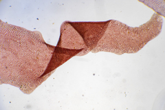 Acrosorium ciliolatum