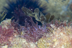 Acrosorium ciliolatum