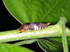 Homalodisca ichthyocephala