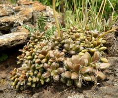 Anacampseros subnuda subnuda