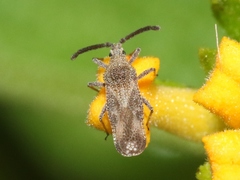 Teleonemia scrupulosa