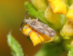 Teleonemia scrupulosa