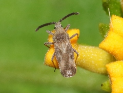 Teleonemia scrupulosa