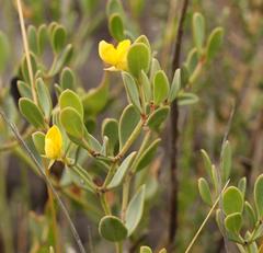 Rafnia capensis capensis