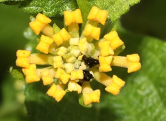 Teleonemia scrupulosa