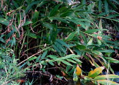 Hedychium