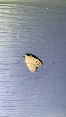 Machimia tentoriferella