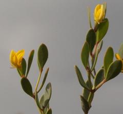 Rafnia capensis capensis