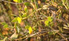 Rafnia capensis capensis