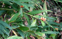 Hedychium