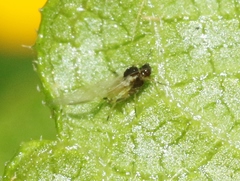 Aphis spiraecola