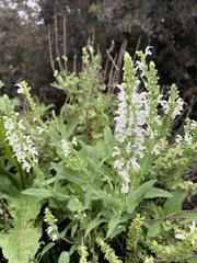 Salvia