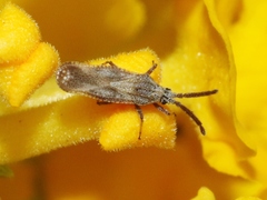 Teleonemia scrupulosa