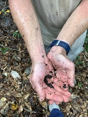 Desmognathus apalachicolae