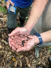 Desmognathus apalachicolae