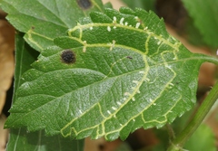 photo of Ophiomyia mine in a Lantana leaf