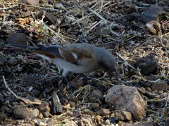 Passer diffusus stygiceps