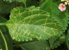 photo of Ophiomyia mine in a Lantana leaf