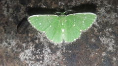 Argyrocosma inductaria