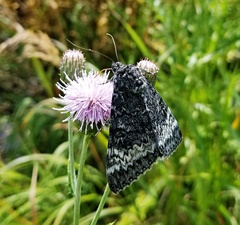 Catocala grotiana