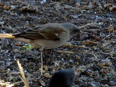 Passer diffusus stygiceps