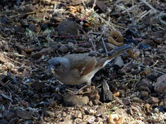 Passer diffusus stygiceps